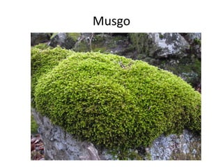 Musgo
 