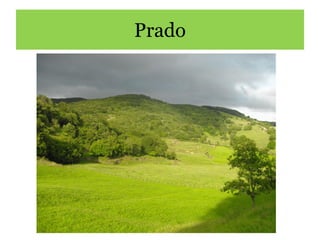 Prado
 