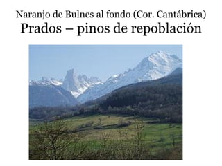 Naranjo de Bulnes al fondo (Cor. Cantábrica)
Prados – pinos de repoblación
 