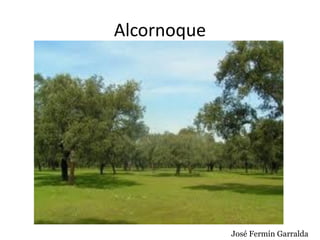 Alcornoque
José Fermín Garralda
 