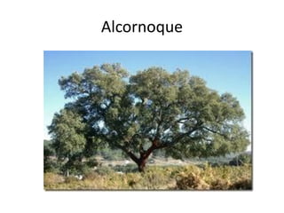 Alcornoque
 