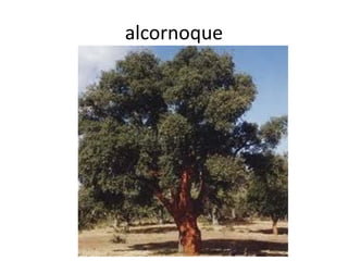 alcornoque
 