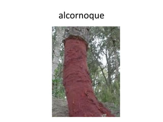 alcornoque
 