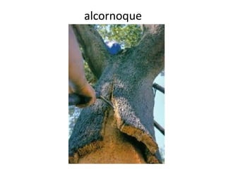 alcornoque
 