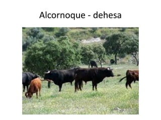Alcornoque - dehesa
 