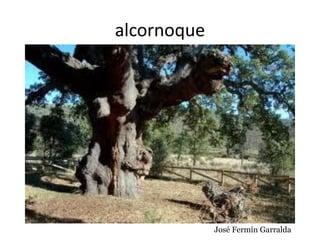 alcornoque
José Fermín Garralda
 