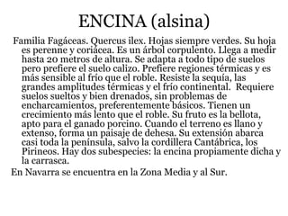 ENCINA (alsina)
Familia Fagáceas. Quercus ilex. Hojas siempre verdes. Su hoja
es perenne y coriácea. Es un árbol corpulento. Llega a medir
hasta 20 metros de altura. Se adapta a todo tipo de suelos
pero prefiere el suelo calizo. Prefiere regiones térmicas y es
más sensible al frío que el roble. Resiste la sequía, las
grandes amplitudes térmicas y el frío continental. Requiere
suelos sueltos y bien drenados, sin problemas de
encharcamientos, preferentemente básicos. Tienen un
crecimiento más lento que el roble. Su fruto es la bellota,
apto para el ganado porcino. Cuando el terreno es llano y
extenso, forma un paisaje de dehesa. Su extensión abarca
casi toda la península, salvo la cordillera Cantábrica, los
Pirineos. Hay dos subespecies: la encina propiamente dicha y
la carrasca.
En Navarra se encuentra en la Zona Media y al Sur.
 