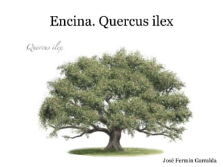 Encina. Quercus ilex
José Fermín Garralda
 