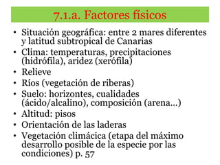 7.1.a. Factores físicos
• Situación geográfica: entre 2 mares diferentes
y latitud subtropical de Canarias
• Clima: temperaturas, precipitaciones
(hidrófila), aridez (xerófila)
• Relieve
• Ríos (vegetación de riberas)
• Suelo: horizontes, cualidades
(ácido/alcalino), composición (arena…)
• Altitud: pisos
• Orientación de las laderas
• Vegetación climácica (etapa del máximo
desarrollo posible de la especie por las
condiciones) p. 57
 