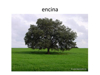 encina
 