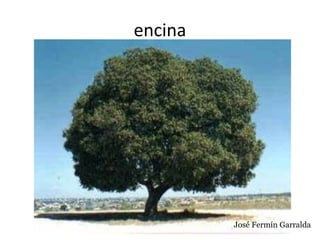 encina
José Fermín Garralda
 