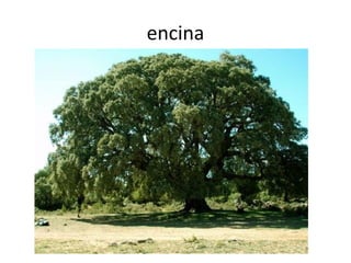 encina
 
