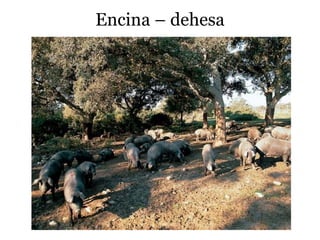 Encina – dehesa
 