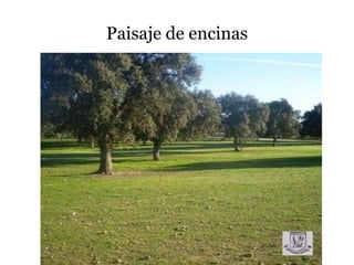 Paisaje de encinas
 