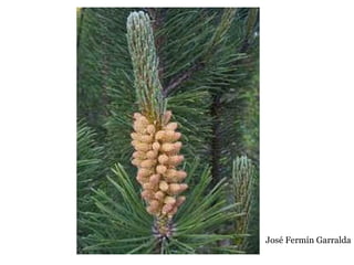 José Fermín Garralda
 