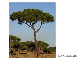 José Fermín Garralda
 