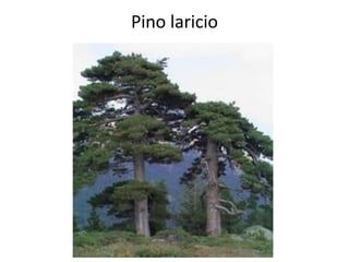 Pino laricio
 
