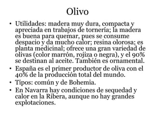 Olivo
• Utilidades: madera muy dura, compacta y
apreciada en trabajos de tornería; la madera
es buena para quemar, pues se consume
despacio y da mucho calor; resina olorosa; es
planta medicinal; ofrece una gran variedad de
olivas (color marrón, rojiza o negra), y el 90%
se destinan al aceite. También es ornamental.
• España es el primer productor de oliva con el
40% de la producción total del mundo.
• Tipos: común y de Bohemia.
• En Navarra hay condiciones de sequedad y
calor en la Ribera, aunque no hay grandes
explotaciones.
 