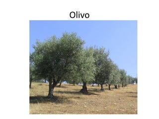 Olivo
 