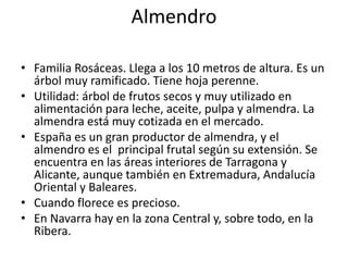 Almendro
• Familia Rosáceas. Llega a los 10 metros de altura. Es un
árbol muy ramificado. Tiene hoja perenne.
• Utilidad: árbol de frutos secos y muy utilizado en
alimentación para leche, aceite, pulpa y almendra. La
almendra está muy cotizada en el mercado.
• España es un gran productor de almendra, y el
almendro es el principal frutal según su extensión. Se
encuentra en las áreas interiores de Tarragona y
Alicante, aunque también en Extremadura, Andalucía
Oriental y Baleares.
• Cuando florece es precioso.
• En Navarra hay en la zona Central y, sobre todo, en la
Ribera.
 
