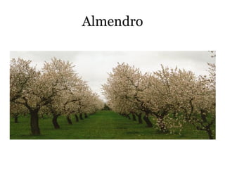 Almendro
 
