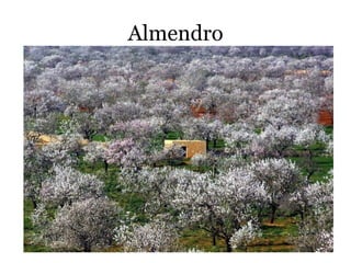 Almendro
 