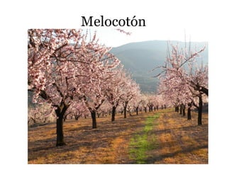 Melocotón
 