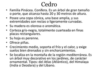 Cedro
• Familia Pinácea. Conífera. Es un árbol de gran tamaño
o porte, que alcanza hasta 20 y 30 metros de altura.
• Posee una copa cónica, una base amplia, y sus
extremidades son rectas o ligeramente curvadas.
• Su madera es olorosa o aromática.
• Corteza gris-negra, totalmente cuarteada en finas
placas rectangulares.
• Su hoja es perenne.
• Ofrece piñas.
• Crecimiento medio, soporta el frío y el calor, y exige
suelos bien drenados y sin encharcamientos.
• Se localiza en la montaña de la región mediterránea. Es
un árbol muy decorativo en los jardines, de carácter
ornamental. Tipos: del Atlas (Atlántico), del Himalaya
(India o Deodara) y del Líbano.
 