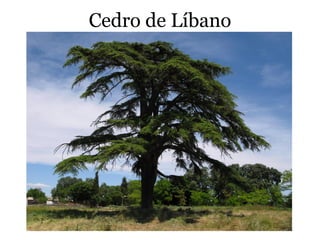 Cedro de Líbano
 