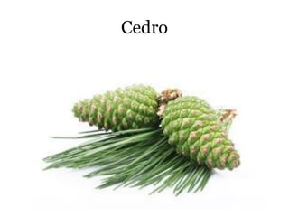 Cedro
 