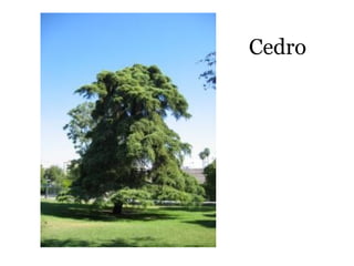 Cedro
 