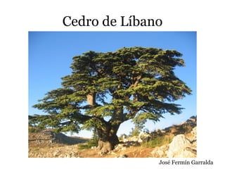 Cedro de Líbano
José Fermín Garralda
 