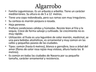 Algarrobo
• Familia Leguminosas. Es un arbusto o arbolito. Tiene un carácter
mediterráneo. Su altura es de 5 a 12 metros.
• Tiene una copa redondeada, pero sus ramas son muy irregulares.
• Su corteza es marrón púrpura o rosada.
• Hoja perenne.
• Prefiere condiciones cálidas y húmedas. Resiste bien al frío y la
sequía. Crece de forma salvaje y cultivado. Se crecimiento no es
muy rápido.
• Utilización: el fruto es una legumbre de color marrón, medicinal, se
una para bebidas alcohólicas, es ornamental y muy común en las
calles y pequeños paseos de las ciudades.
• Tipos: común (hasta 6 metros), blanco o garrofera, loco o árbol del
amor (flores de color rosa rojizo muy vistoso, altura hasta los 8
metros).
• Es común en todas las ciudades de Navarra por su pequeño
tamaño, carácter ornamental y resistencia.
 