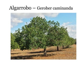 Algarrobo – Gerober caminanda
 