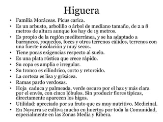 Higuera
• Familia Moráceas. Picus carica.
• Es un arbusto, arbolillo o árbol de mediano tamaño, de 2 a 8
metros de altura aunque los hay de 15 metros.
• Es propio de la región mediterránea, y se ha adaptado a
barrancos, roquedos, foces y otros terrenos cálidos, terrenos con
una fuerte insolación y muy secos.
• Tiene pocas exigencias respecto al suelo.
• Es una plata rústica que crece rápido.
• Su copa es amplia e irregular.
• Su tronco es cilíndrico, corto y retorcido.
• La corteza es lisa y grisácea.
• Ramas pardo verdosas.
• Hoja caduca y palmeada, verde oscuro por el haz y más clara
por el envés, con cinco lóbulos. Sin producir flores típicas,
directamente aparecen los higos.
• Utilidad: apreciado por su fruto que es muy nutritivo. Medicinal.
• En Navarra se cultiva mucho en huertos por toda la Comunidad,
especialmente en las Zonas Media y Ribera.
 