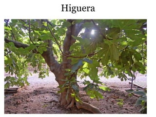 Higuera
 