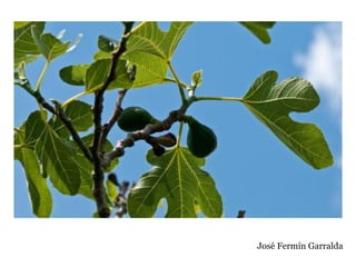 José Fermín Garralda
 