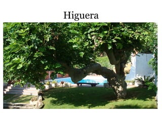 Higuera
 