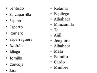 • Lentisco
• Zarzaparrilla
• Espino
• Esparto
• Romero
• Esparraguera
• Azafrán
• Aliaga
• Tomillo
• Concoja
• Jara
• Retama
• Espliego
• Albahaca
• Manzanilla
• Te
• Añil
• Jengibre
• Albahaca
• Meta
• Palmito
• Cardo
• Mimbre
 