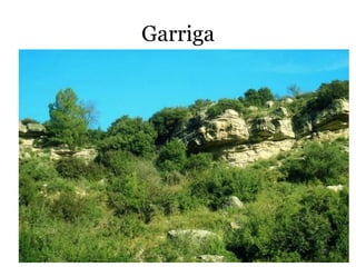 Garriga
 