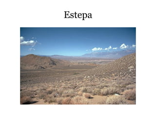 Estepa
 