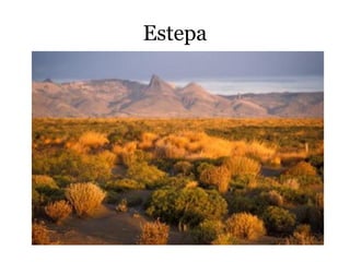 Estepa
 