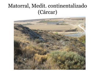 Matorral, Medit. continentalizado
(Cárcar)
 