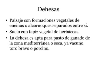 Dehesas
• Paisaje con formaciones vegetales de
encinas o alcornoques separados entre sí.
• Suelo con tapiz vegetal de herbáceas.
• La dehesa es apta para pasto de ganado de
la zona mediterránea o seca, ya vacuno,
toro bravo o porcino.
 