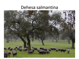 Dehesa salmantina
 