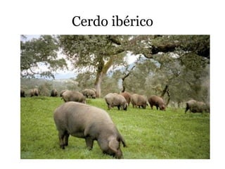 Cerdo ibérico
 