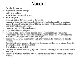 Abedul
• Familia Betuláceas.
• Es árbol de ribera o ciénaga.
• La hoja es caduca.
• Mide unos 15 metros de atura.
• No es longevo.
• Tiene un tronco derecho, como el del chopo.
• La corteza se desprende en tiras horizontales, y deja al descubierto una capa
blanco-lechosa. Su corteza es muy blanca, plateada y brillante. Tiene algunas
aberturas verticales dispersas.
• Las ramas son flexibles y colgantes.
• Copa redondeada o irregular.
• Florece en abril-mayo. Tiene unas inflorescencias cilíndricas y colgantes
constituidas por una infinidad de escamillas, cada una de las cuales representa
una flor. Es una especie de crecimiento rápido.
• Se adapta a las áreas con mucha pendiente y poco suelo, por lo que reduce la
erosión.
• Resiste los fríos invernales y los calores de verano, por lo que resulta un árbol de
gran vitalidad y poder colonizador.
• Busca la luz y la humedad.
• También los hay de arbusto (5-150 cm.) y abedul enano (30-60 cm.). Usos: planta
medicinal.
• Se sitúa al Norte de Navarra, esto es, en algunos robledales y foces y en todo el
Pirineo.
 