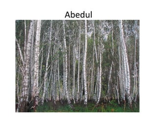 Abedul
 