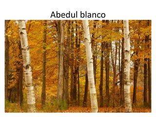 Abedul blanco
 