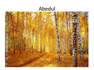 Abedul
 